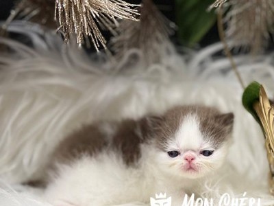 Mousse Chocolate Bicolor Exotic Shorthair Kitten