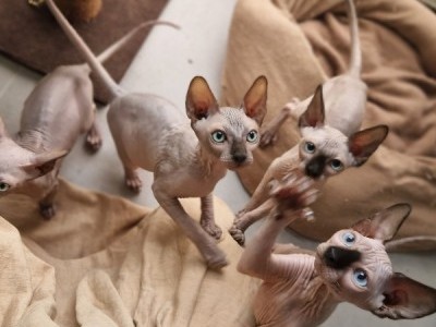 Beautiful pure sphynx kittens available