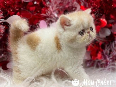 Noble Red Bicolor Van Exotic Shorthair Kitten