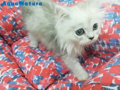 Shaded Silver Persian - Male/Female
