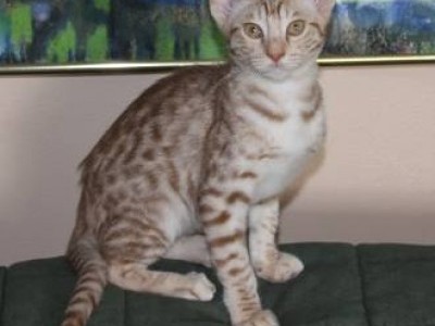 Ocicat Kitten