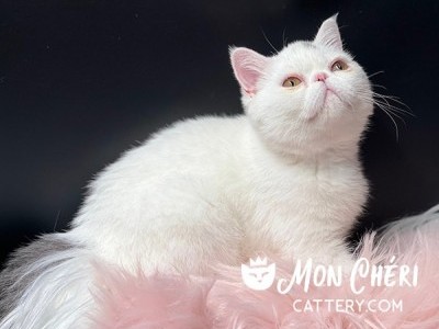 Princess Lilac Van Exotic Shorthair Kitten