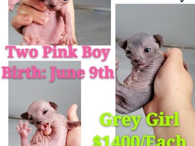 Sphynx Kittens Girl and Boy 10Days Old New York New Jersey