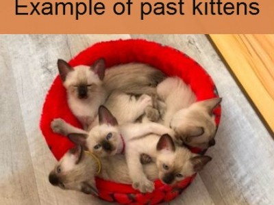 Old-Style Siamese Kittens