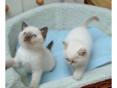 Cute Ragdoll kittens