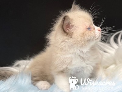 Ricky Purebred Blue Point Mitted Ragdoll Kitten