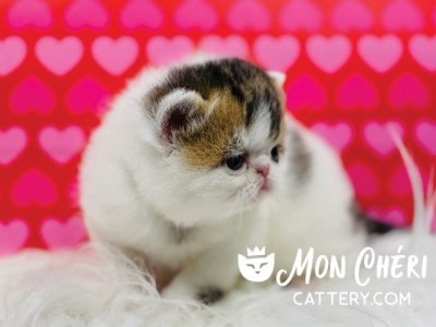 Roses Calico Tabby Van Exotic Shorthair Kitten