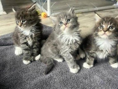Maine Coon kittens are looking for forever home.