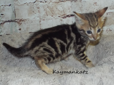 Savannah Kitten Litter