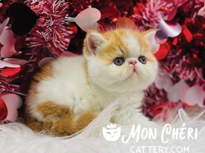 Sherlock Red Bicolor Van Exotic Longhair Kitten