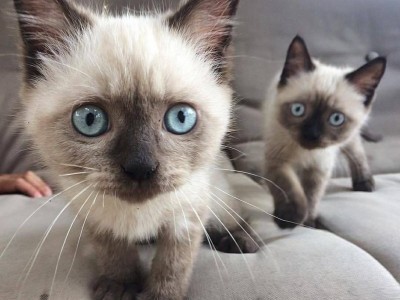 Purebred Siamese kittens