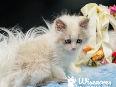 Sonny Blue Point Bicolor Ragdoll Kitten