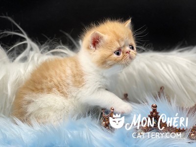 Sparks Red Tabby Bicolor Exotic Shorthair kitten