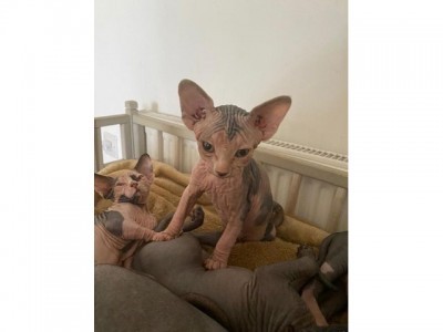 Sphynx kittens