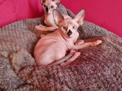 Sphynx Kittens available