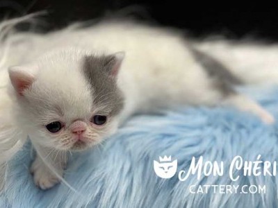 Mon Cheri Cattery Lilac Bicolor Van Exotic Shorthair Kitten For Sale