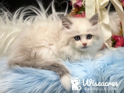 Tip Purebred Blue Point Bicolor Kitten