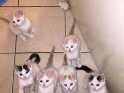 Turkish Van Kittens