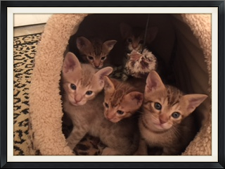 Ocicat Litter