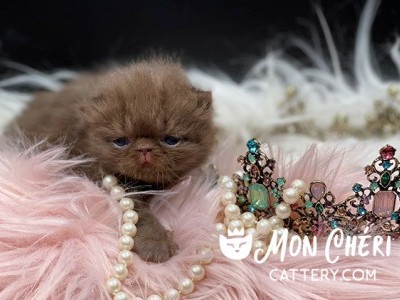 Zsa Zsa Solid Chocolate Exotic Shorthair Kitten