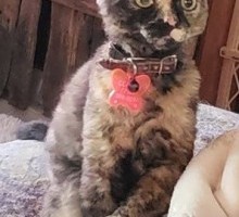 Clover