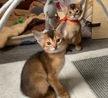Abyssinian Kittens Available