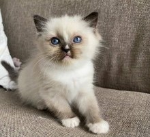 Ragdoll Kittens Available
