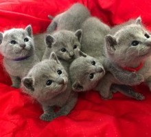 Russia Blue Kittens Available