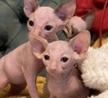 Amazing sphynx kittens