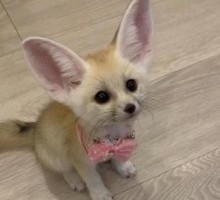 Lovely Registered Fennec fox AVAILABLE