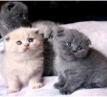adorable scottish fold kittens for sale