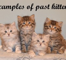 American Bobtail 1