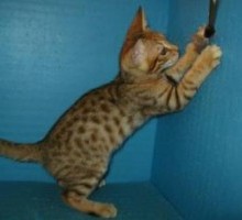 F5SBT Lilie female