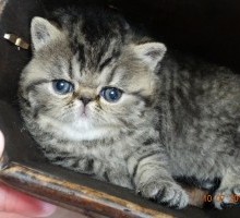 Exotic Shorthair, CFA Brown Tabby