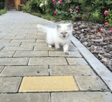 Ragdoll Kittens ready to go