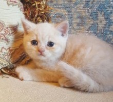 Male Kitten 0402