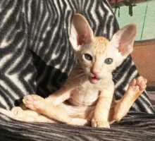 Felix