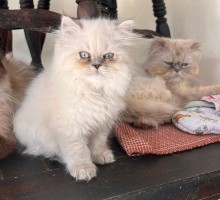 Beautiful Pedigree Persian Kittens ready now