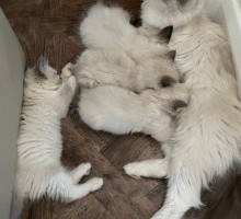 Pure ragdoll kittens - READY NOW