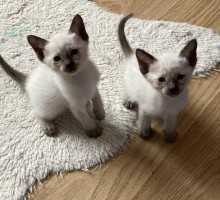 Adorable Siamese kittens male female