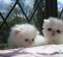 White Pure Pedigree Persian Kittens