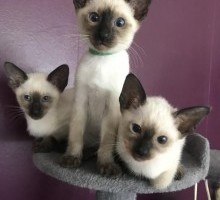 Siamese kittens blue, seal &lilac; point available