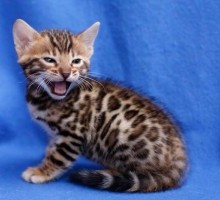 TICA Bengal kittens