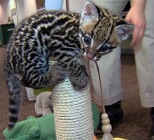luna/  Ocelot kittens for sale
