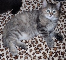 “Titania” American Bobtail kitten for sale