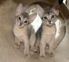 Abyssinian Kittens