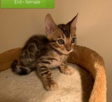 Bengal kittens for sale