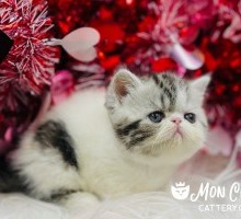 Babette Black Bicolor Tabby Van Exotic Shorthair