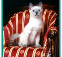 B1 Blue Point Kitten