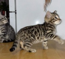 Bengal Kittens Available
